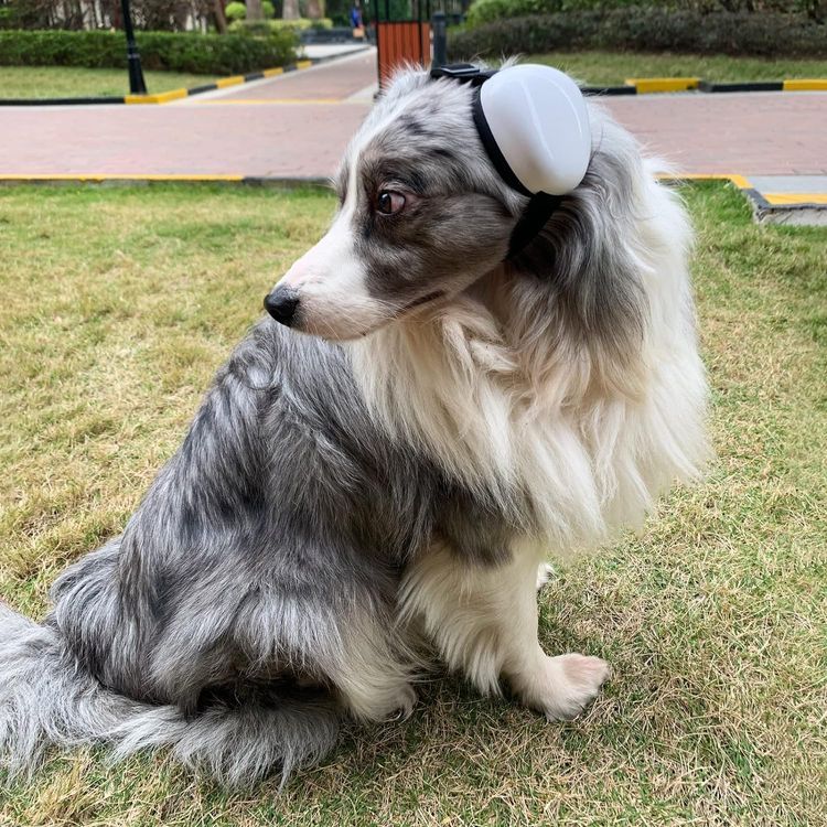 No. 8 - derYEP Dog Earmuffs - 4