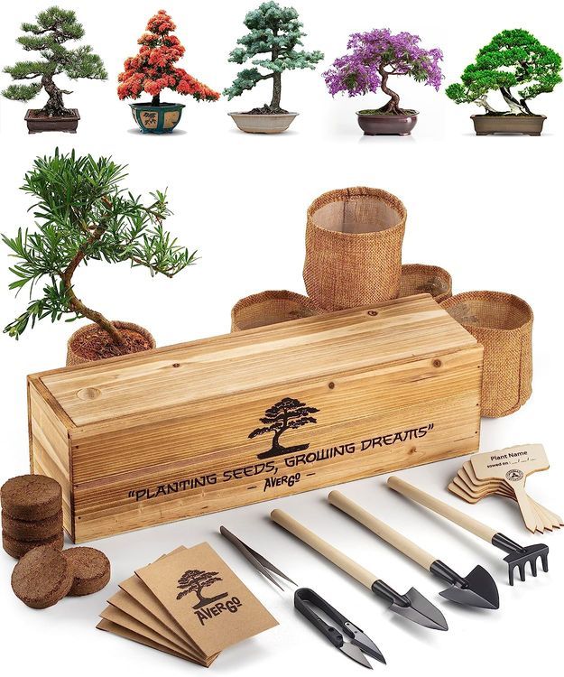 No. 2 - Bonsai Tree Kit - 1