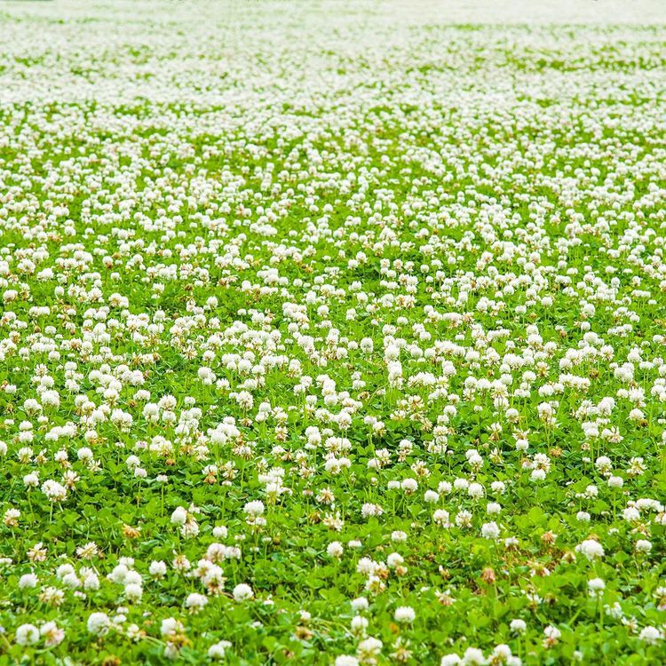 No. 7 - White Dutch Clover Seeds - 4