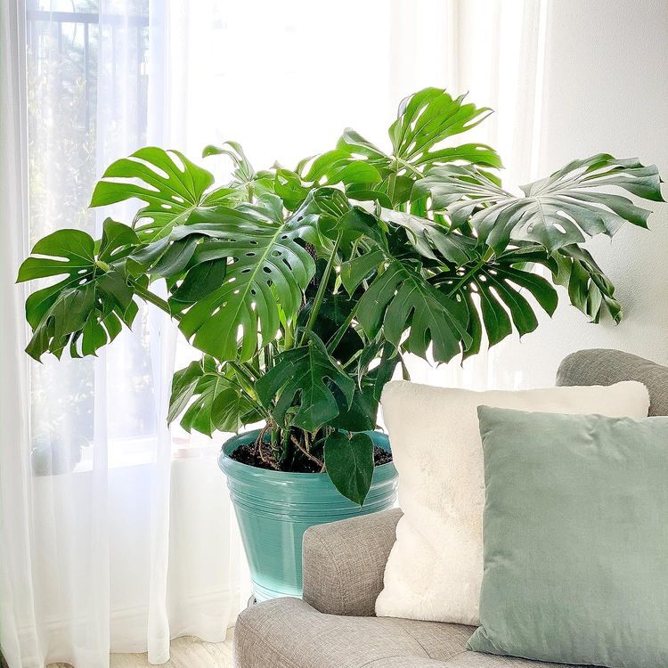 No. 3 - U UNITED NURSERY Monstera Deliciosa Plant - 3