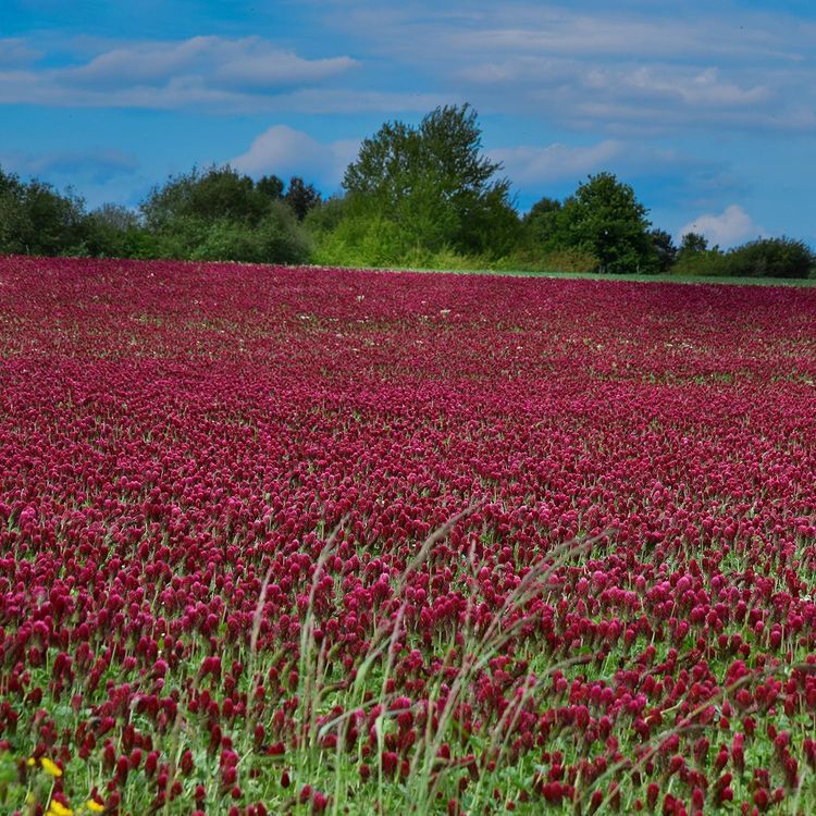 No. 4 - Outsidepride Crimson Clover Legume Seed - 1