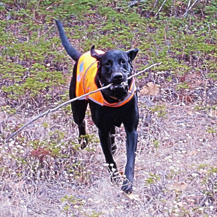 No. 5 - SafetyPUP XD Reflective Dog Vest - 4