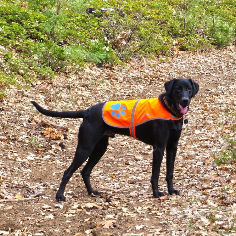 No. 5 - SafetyPUP XD Reflective Dog Vest - 3